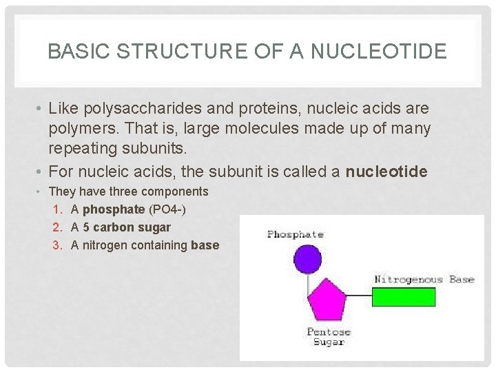 BASIC STRUCTURE OF A NUCLEOTIDE • Like polysaccharides and proteins, nucleic acids are polymers.