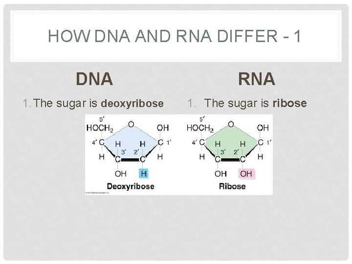 HOW DNA AND RNA DIFFER - 1 DNA 1. The sugar is deoxyribose RNA