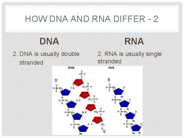 HOW DNA AND RNA DIFFER - 2 DNA 2. DNA is usually double stranded