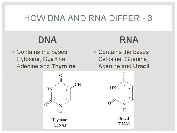 HOW DNA AND RNA DIFFER - 3 DNA • Contains the bases Cytosine, Guanine,