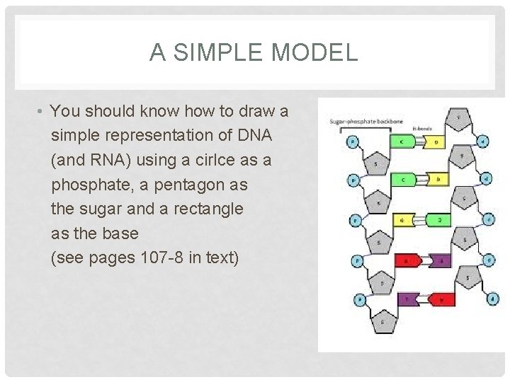 A SIMPLE MODEL • You should know how to draw a simple representation of
