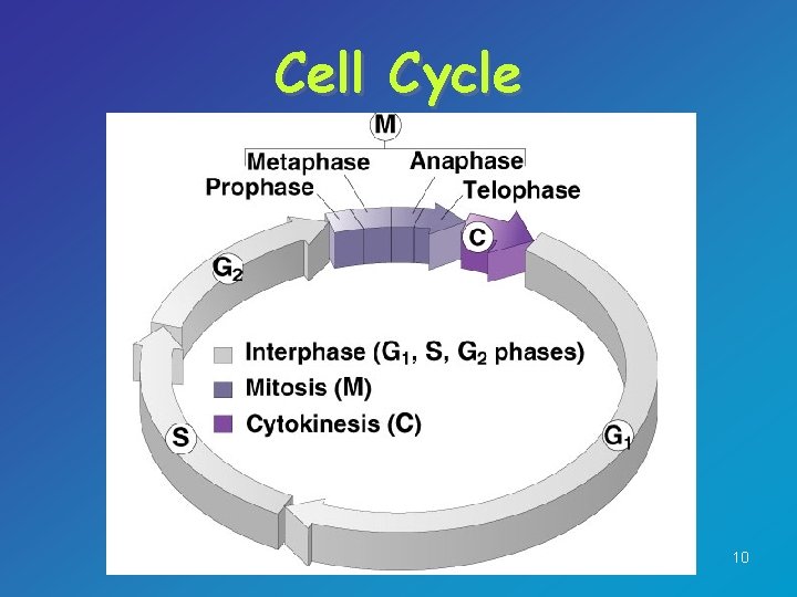 Cell Cycle 10 