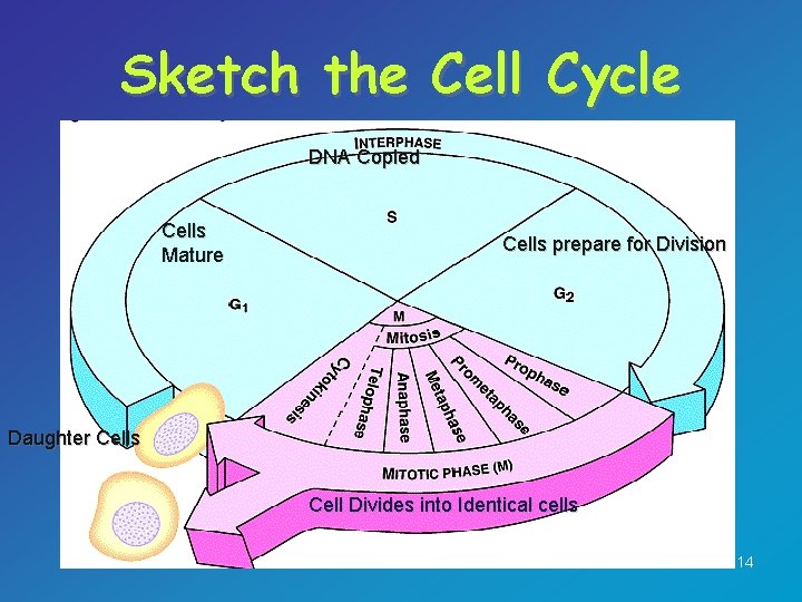 Sketch the Cell Cycle DNA Copied Cells Mature Cells prepare for Division Daughter Cells