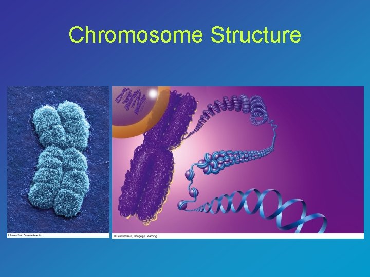 Chromosome Structure 