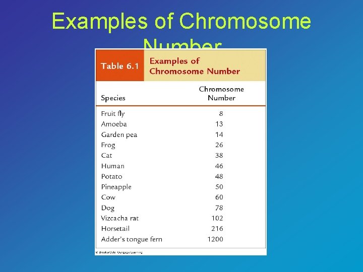 Examples of Chromosome Number 