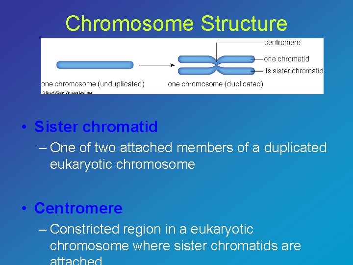 Chromosome Structure • Sister chromatid – One of two attached members of a duplicated