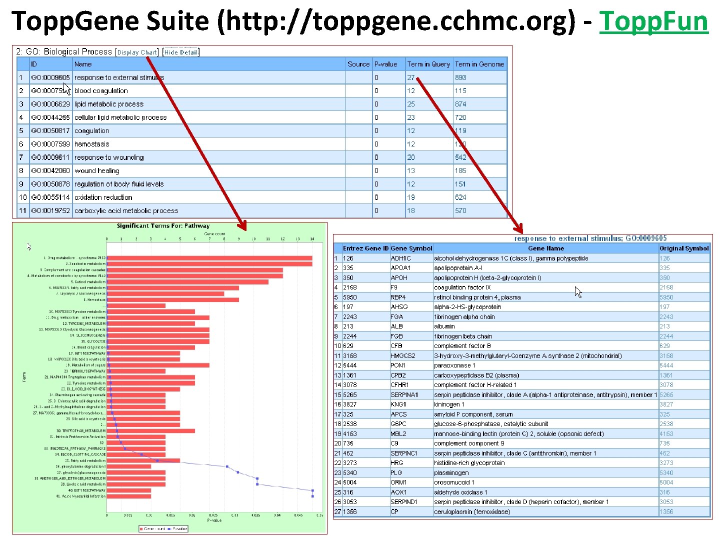 Topp. Gene Suite (http: //toppgene. cchmc. org) - Topp. Fun 