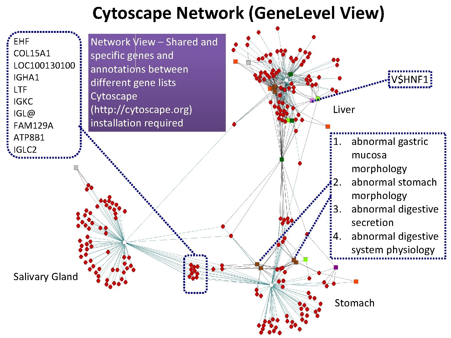 Cytoscape Network (Gene. Level View) EHF COL 15 A 1 LOC 100130100 IGHA 1