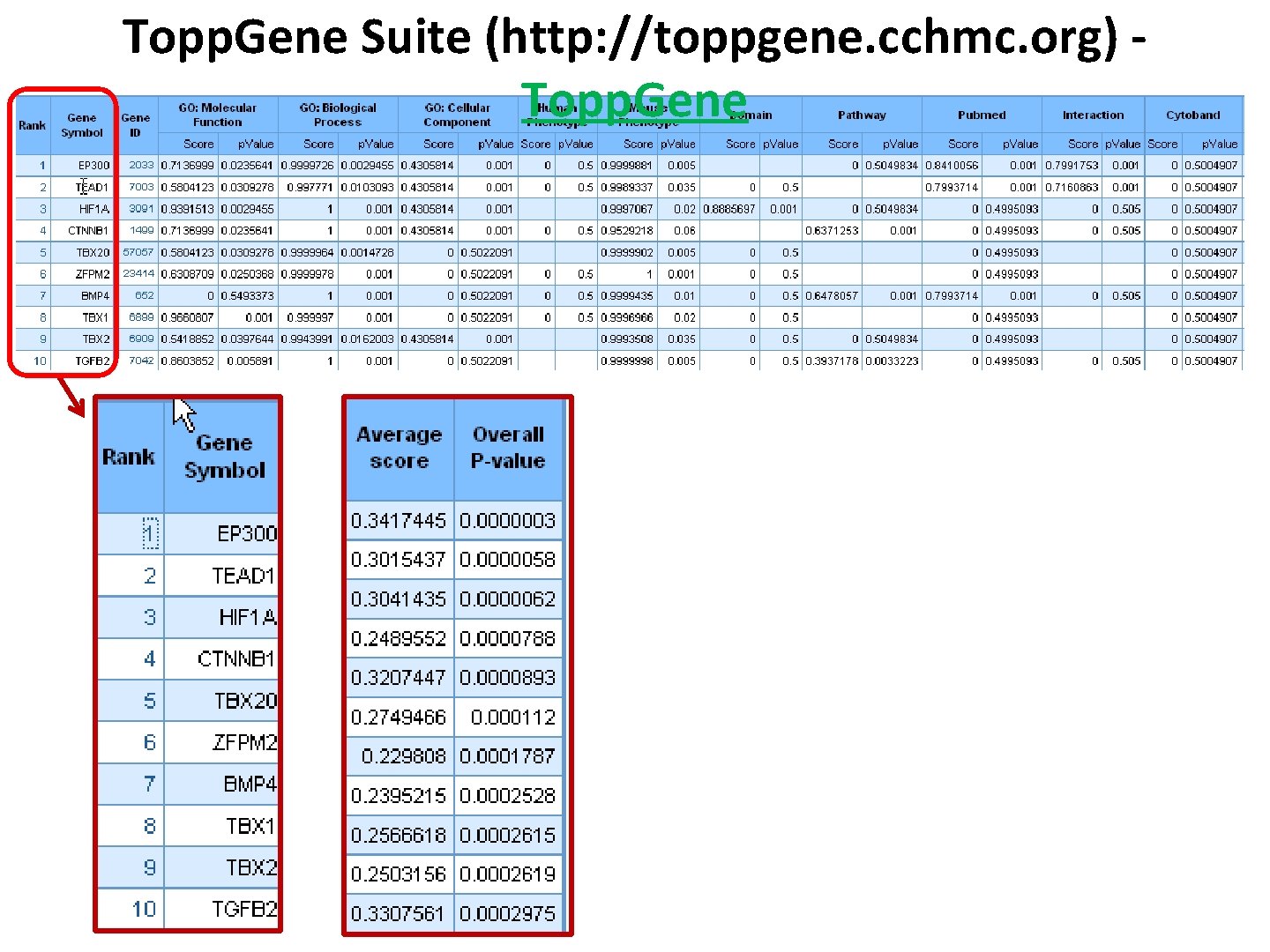 Topp. Gene Suite (http: //toppgene. cchmc. org) Topp. Gene 