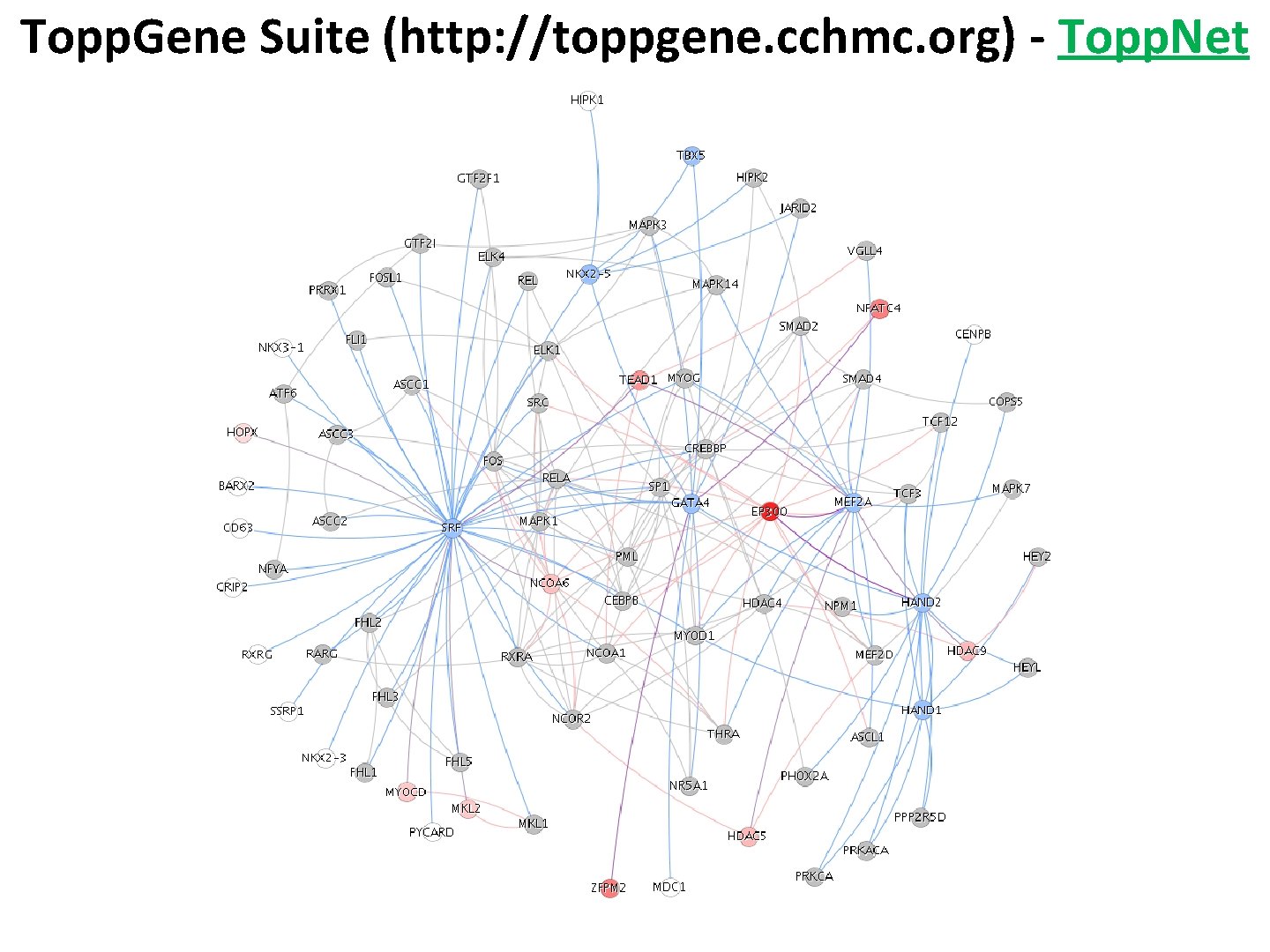 Topp. Gene Suite (http: //toppgene. cchmc. org) - Topp. Net 