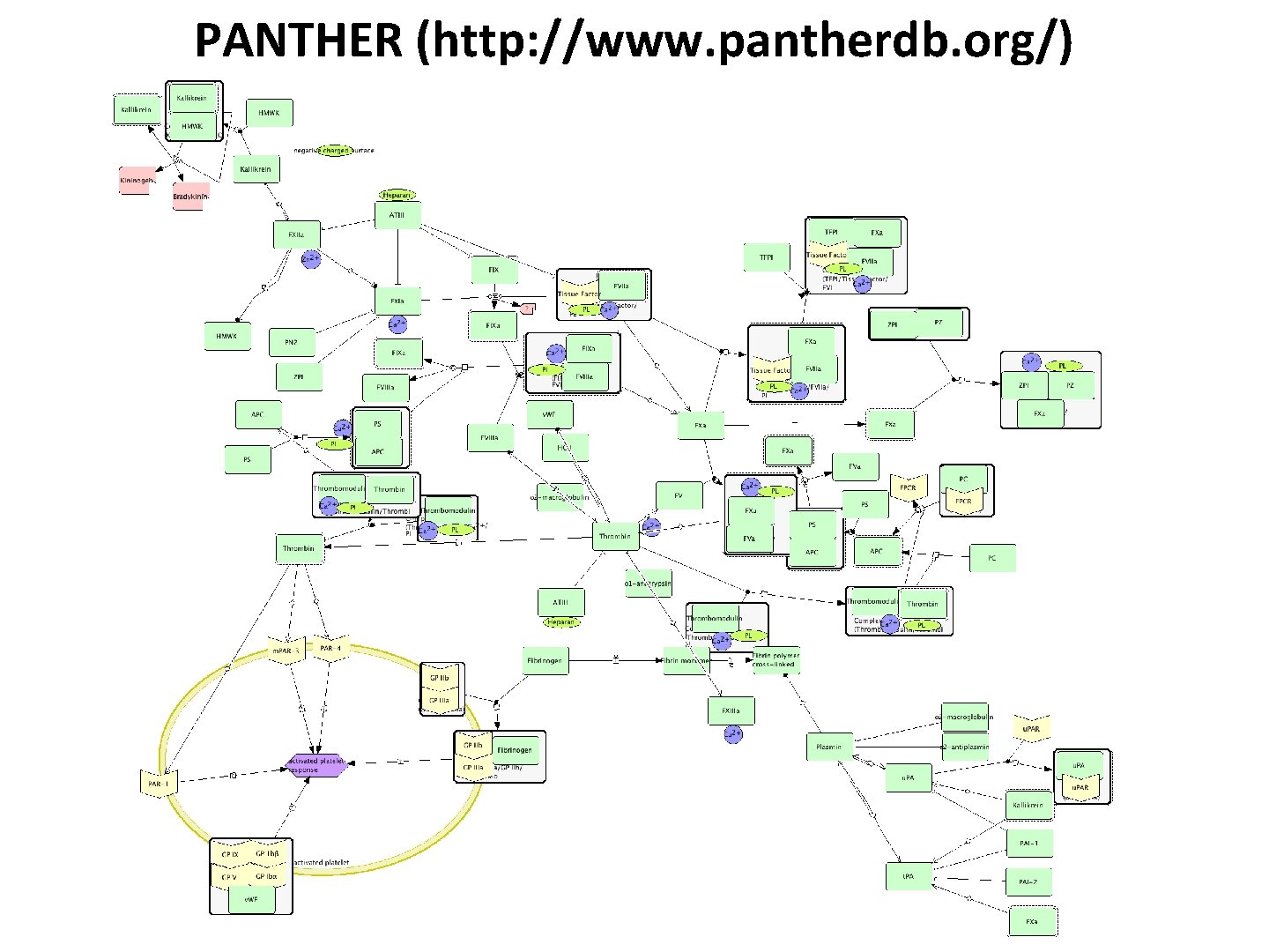 PANTHER (http: //www. pantherdb. org/) 