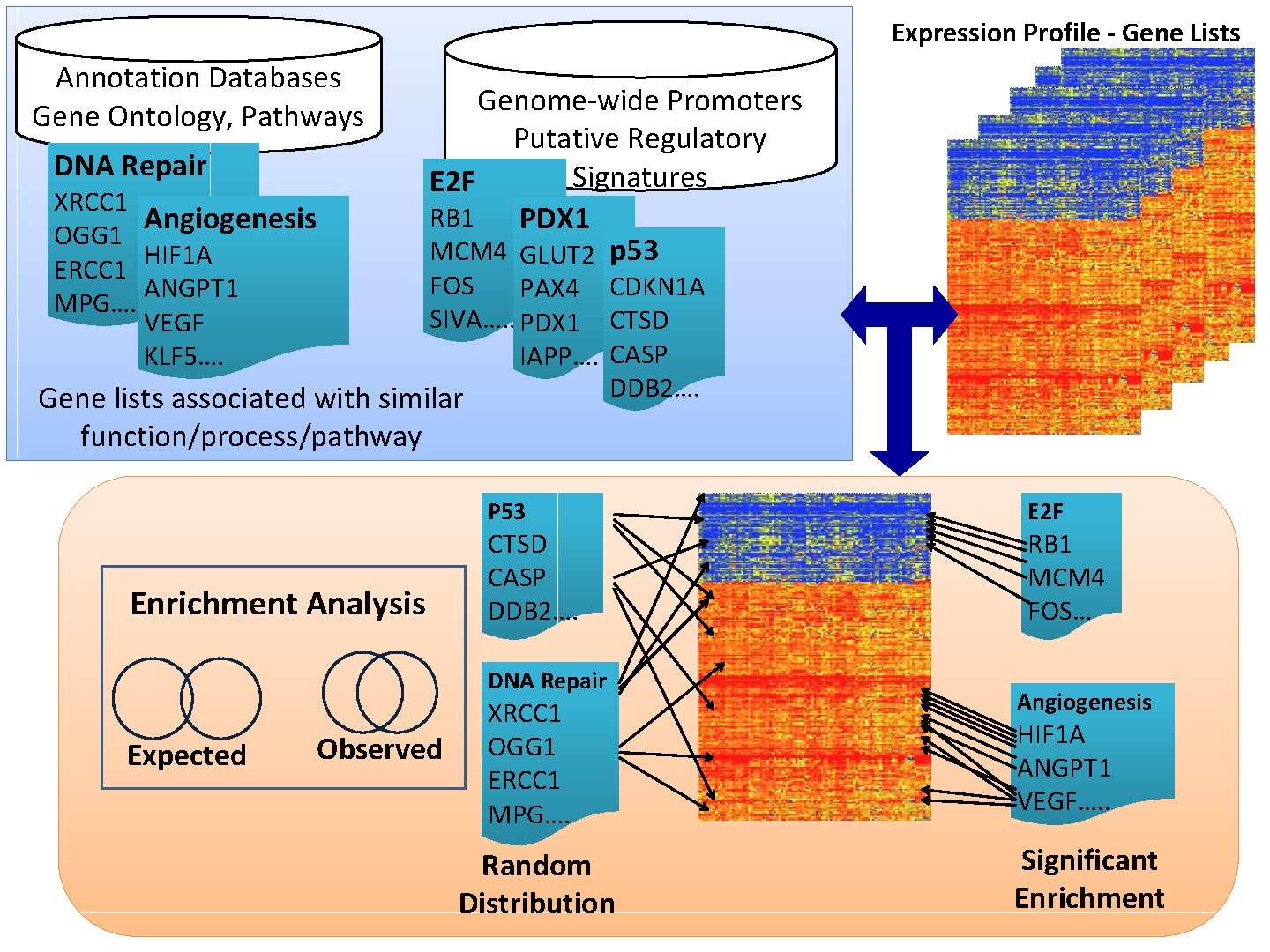 Expression Profile - Gene Lists Annotation Databases Gene Ontology, Pathways DNA Repair XRCC 1