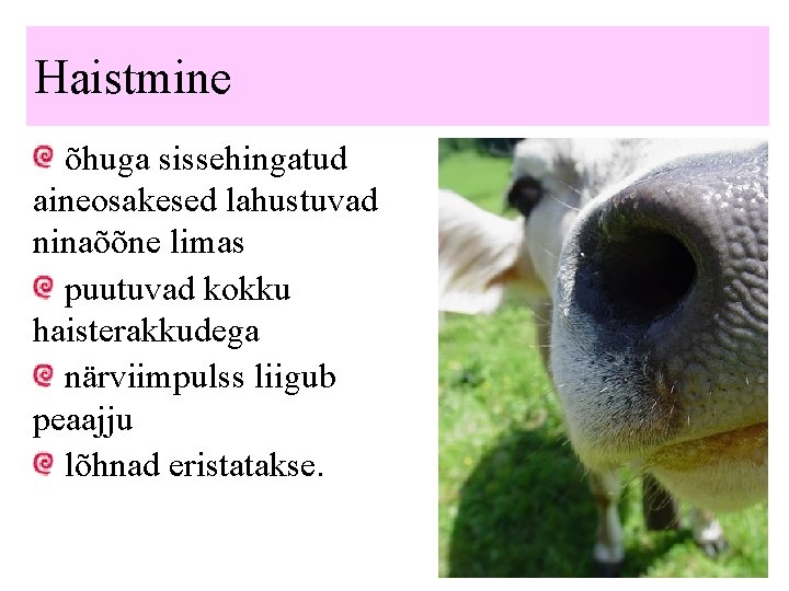 Haistmine õhuga sissehingatud aineosakesed lahustuvad ninaõõne limas puutuvad kokku haisterakkudega närviimpulss liigub peaajju lõhnad