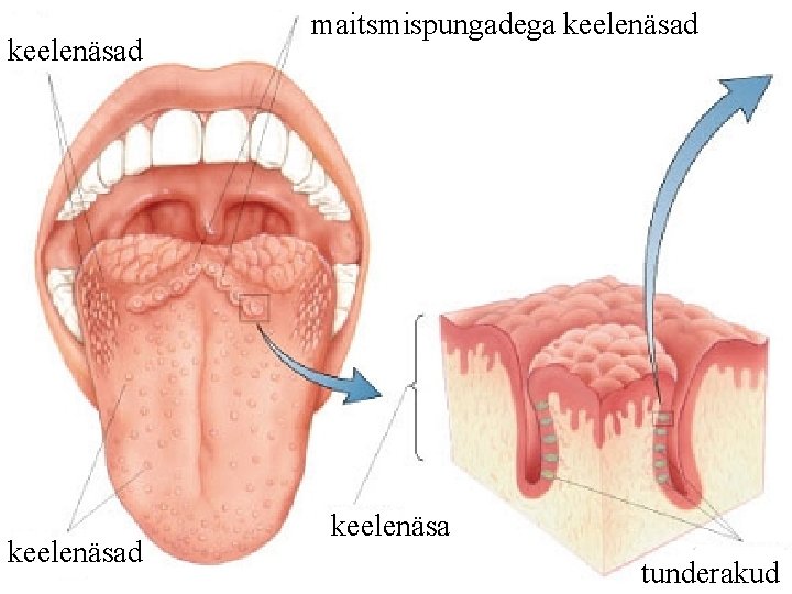 keelenäsad maitsmispungadega keelenäsad keelenäsa tunderakud 