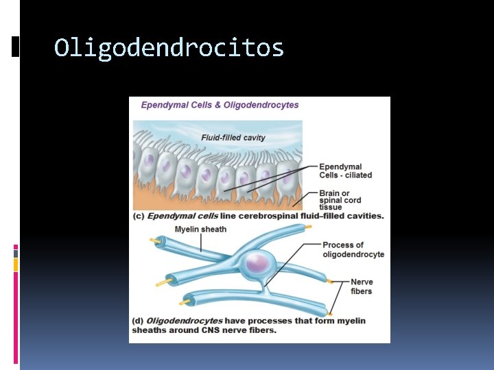 Oligodendrocitos 