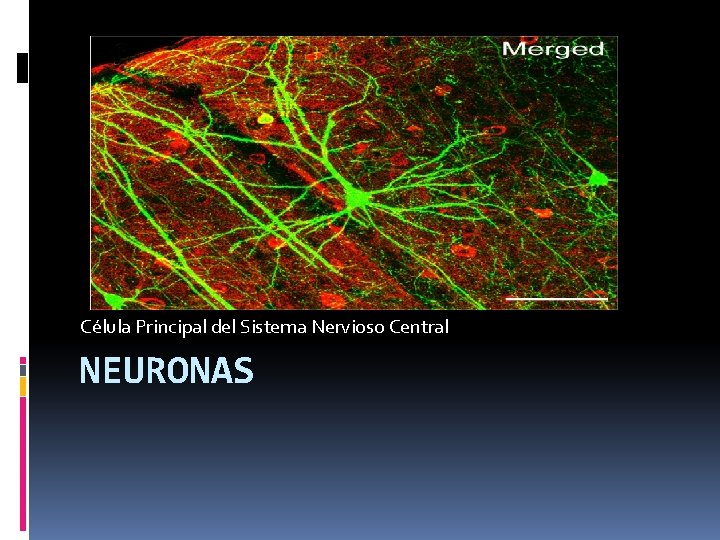 Célula Principal del Sistema Nervioso Central NEURONAS 