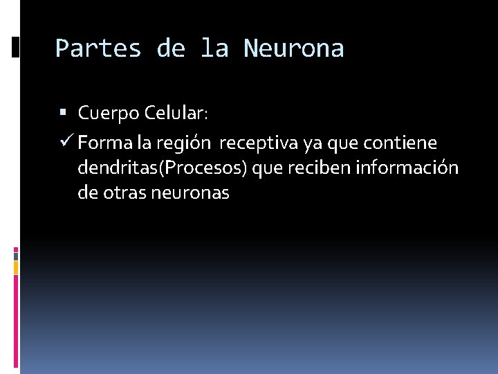 Partes de la Neurona Cuerpo Celular: ü Forma la región receptiva ya que contiene