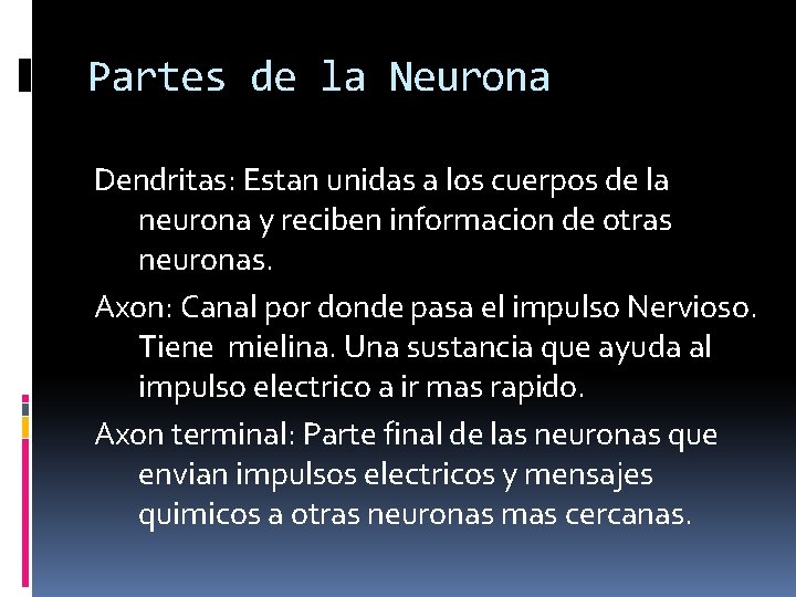 Partes de la Neurona Dendritas: Estan unidas a los cuerpos de la neurona y