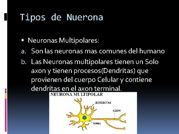 Tipos de Nuerona Neuronas Multipolares: a. Son las neuronas mas comunes del humano b.