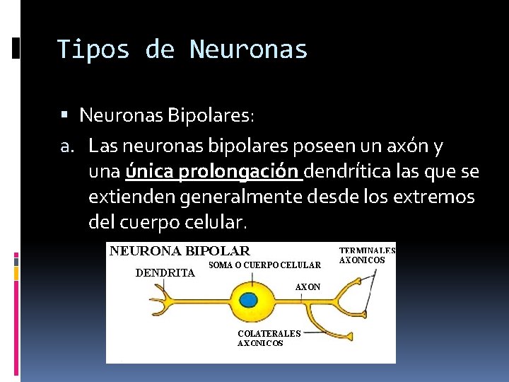 Tipos de Neuronas Bipolares: a. Las neuronas bipolares poseen un axón y una única