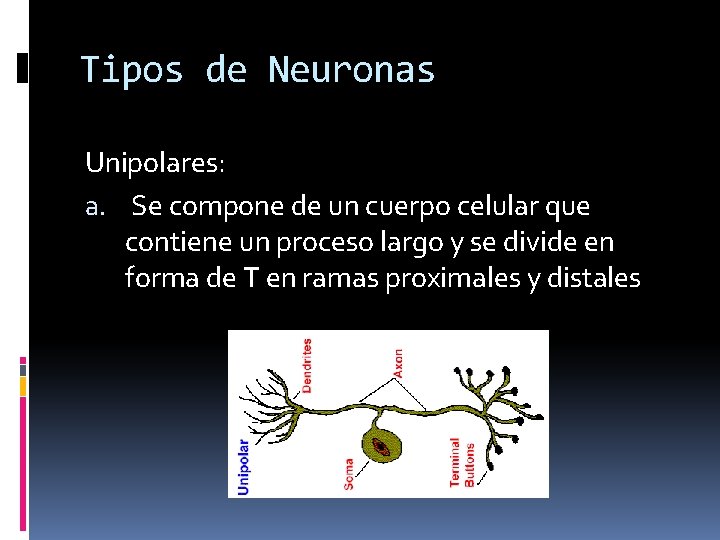 Tipos de Neuronas Unipolares: a. Se compone de un cuerpo celular que contiene un
