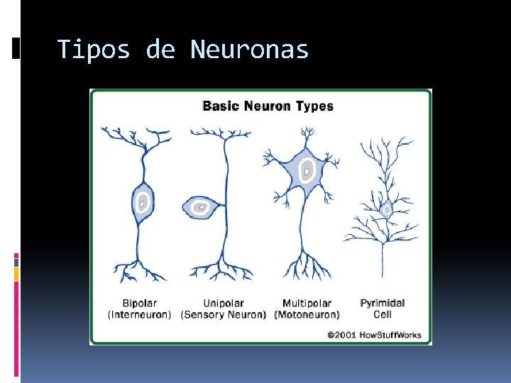 Tipos de Neuronas 