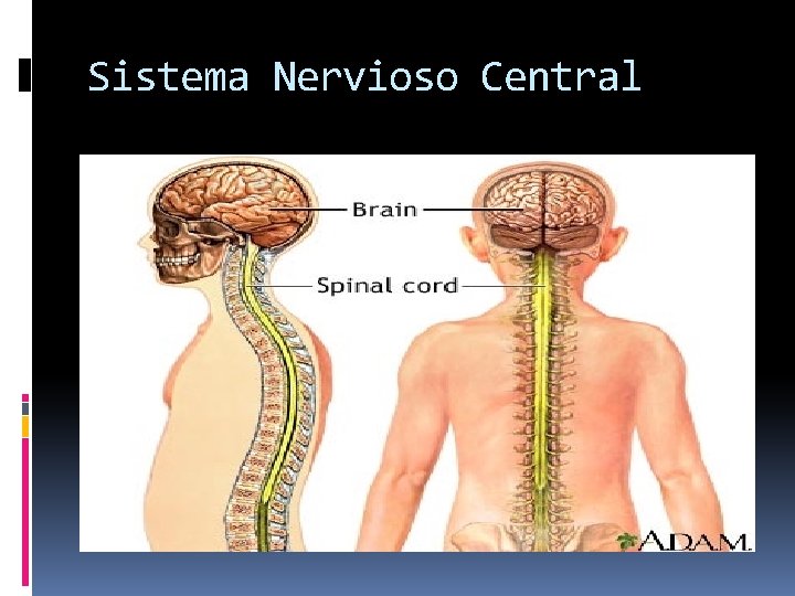 Sistema Nervioso Central 