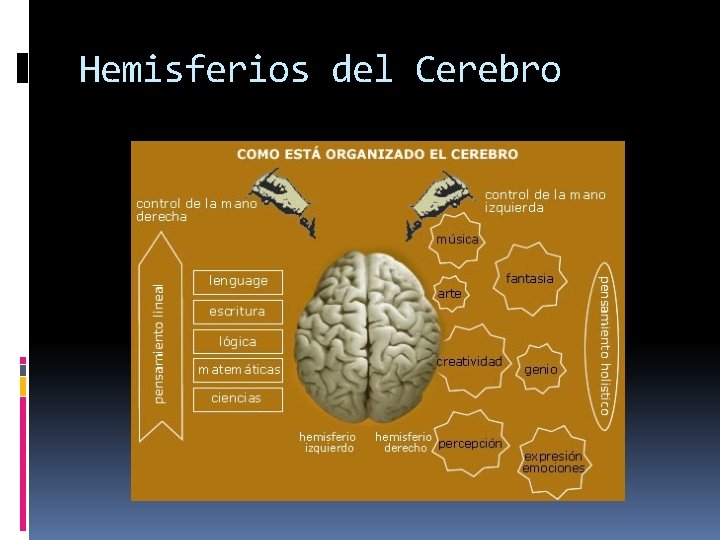 Hemisferios del Cerebro 