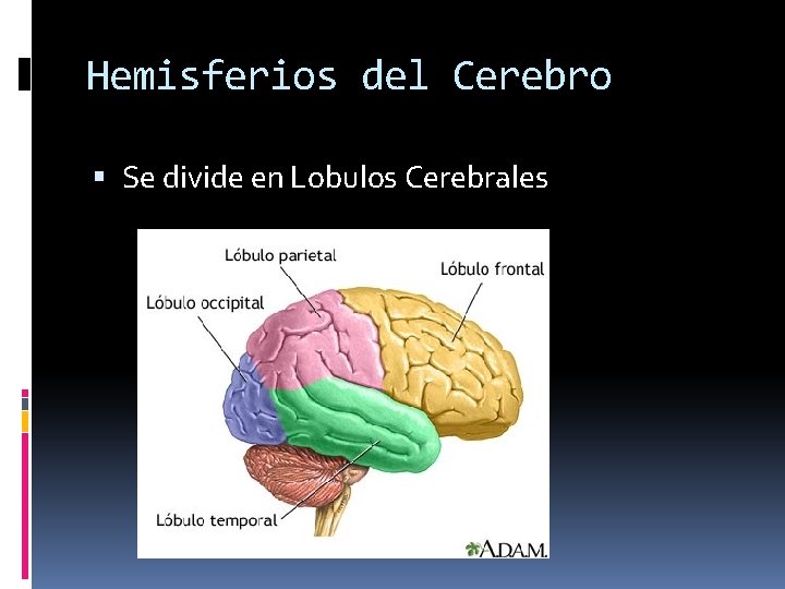 Hemisferios del Cerebro Se divide en Lobulos Cerebrales 