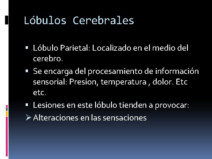 Lóbulos Cerebrales Lóbulo Parietal: Localizado en el medio del cerebro. Se encarga del procesamiento