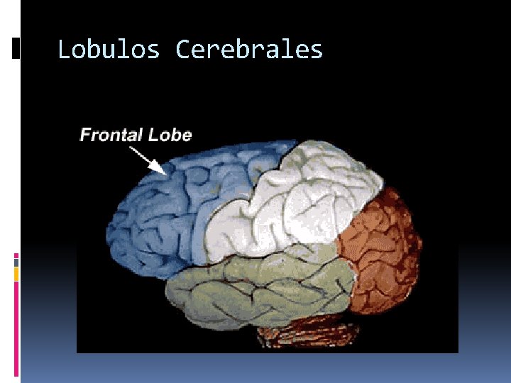 Lobulos Cerebrales 