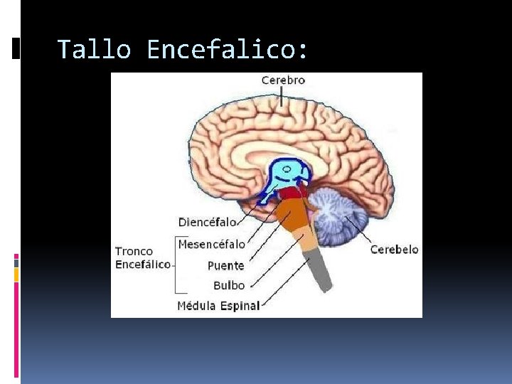 Tallo Encefalico: 