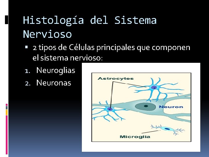Histología del Sistema Nervioso 2 tipos de Células principales que componen el sistema nervioso: