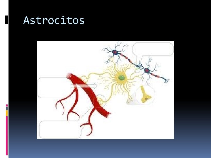 Astrocitos 