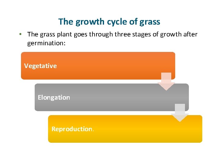 The growth cycle of grass • The grass plant goes through three stages of