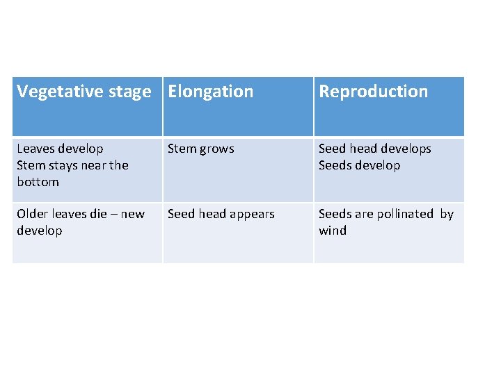 Vegetative stage Elongation Reproduction Leaves develop Stem stays near the bottom Stem grows Seed