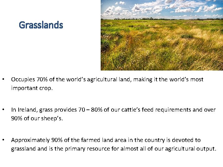 Grasslands • Occupies 70% of the world’s agricultural land, making it the world’s most