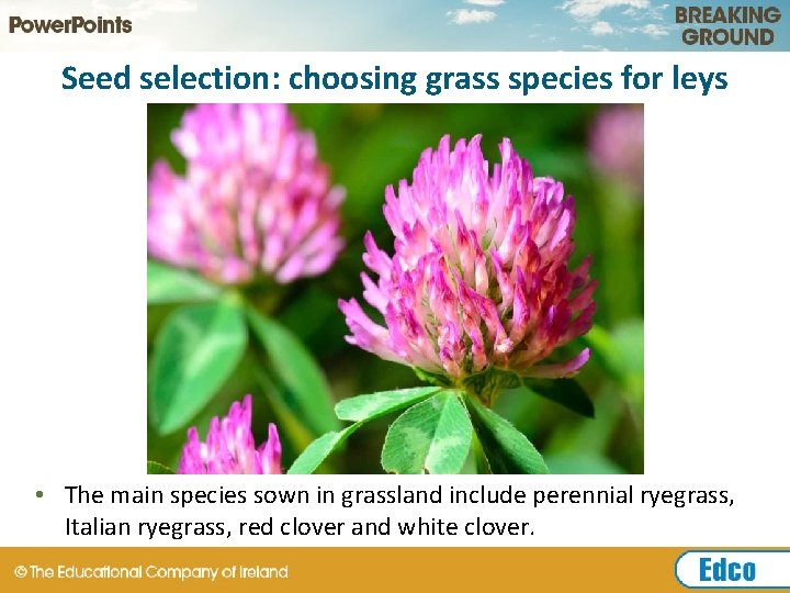 Seed selection: choosing grass species for leys • The main species sown in grassland