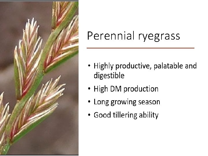 Perennial ryegrass 