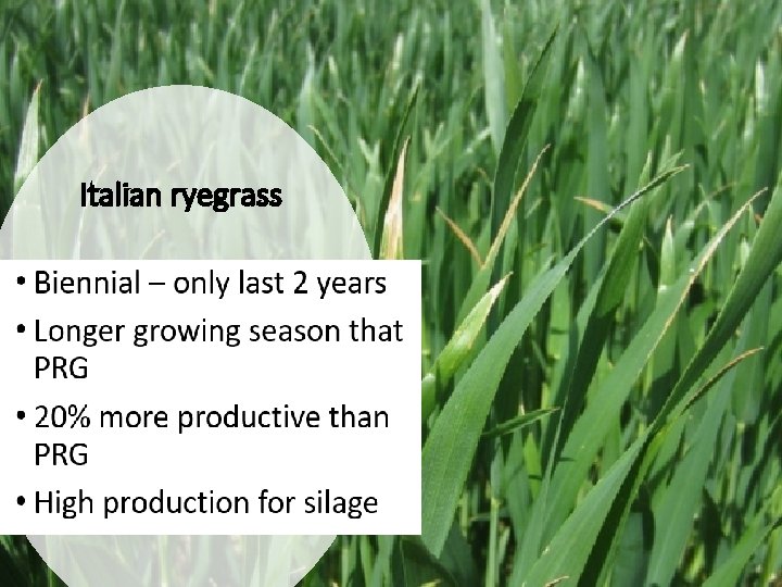 Italian ryegrass 