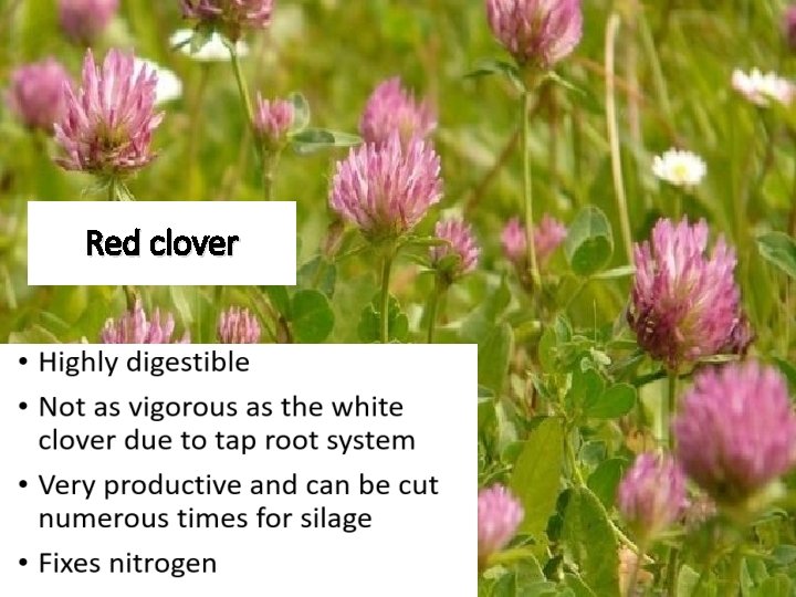 Red clover 