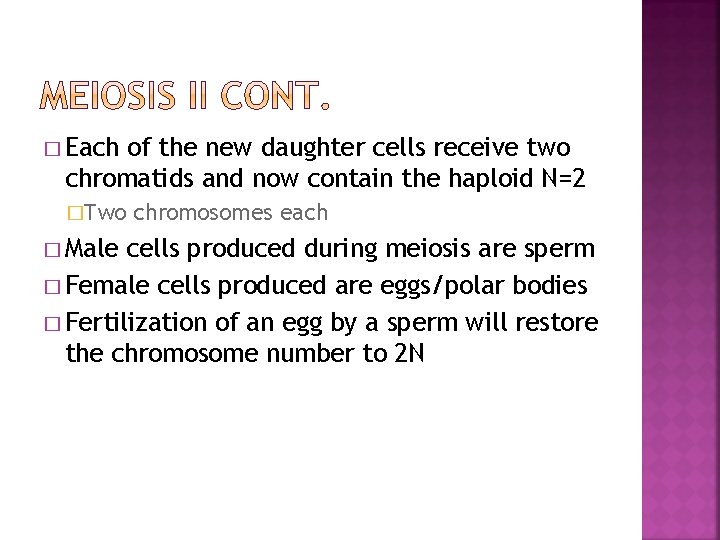 � Each of the new daughter cells receive two chromatids and now contain the