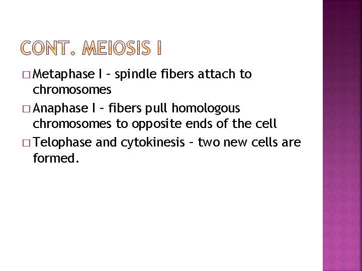 � Metaphase I – spindle fibers attach to chromosomes � Anaphase I – fibers