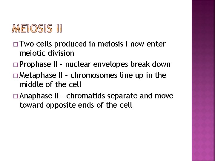 � Two cells produced in meiosis I now enter meiotic division � Prophase II