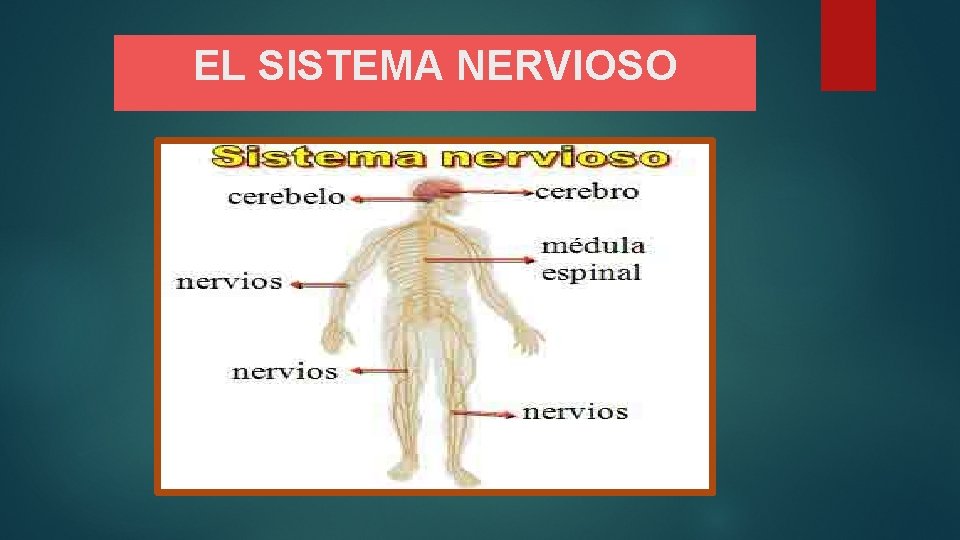 EL SISTEMA NERVIOSO 