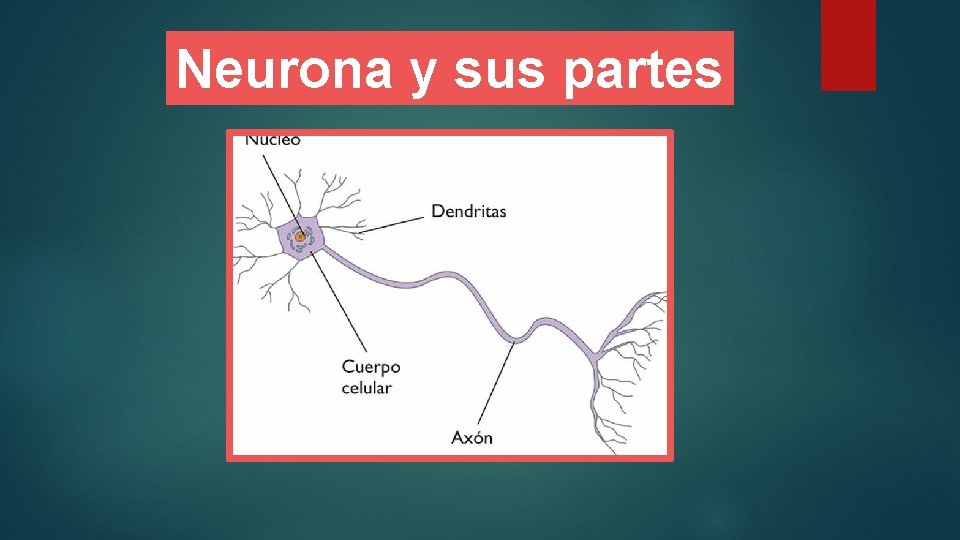 Neurona y sus partes 