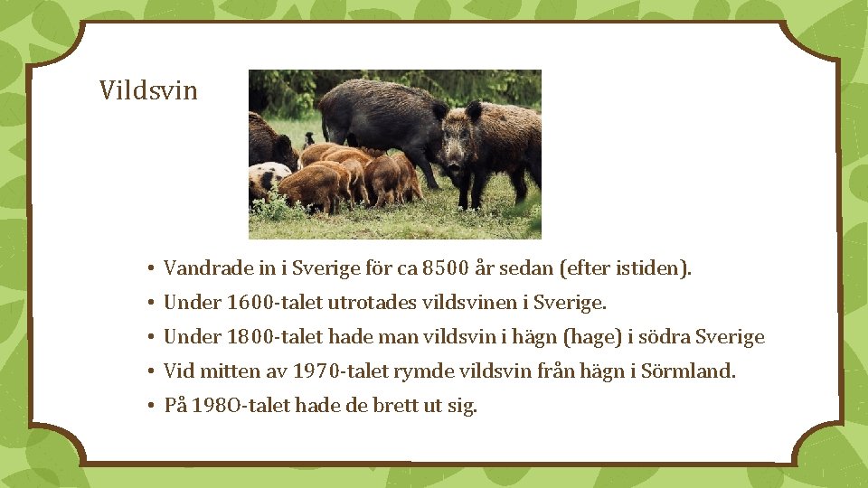 Vildsvin • Vandrade in i Sverige för ca 8500 år sedan (efter istiden). •