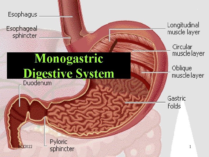 Monogastric Digestive System 1/1/2022 1 Monogastric Digestive System 1/1/2022 1