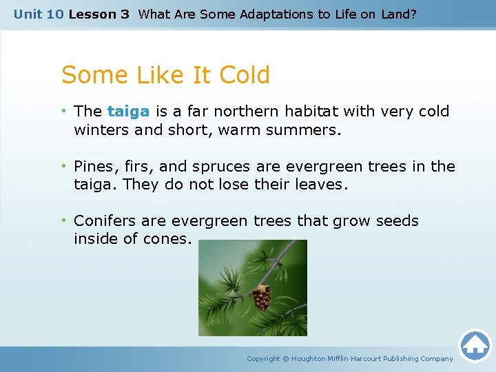 Unit 10 Lesson 3 What Are Some Adaptations to Life on Land? Some Like