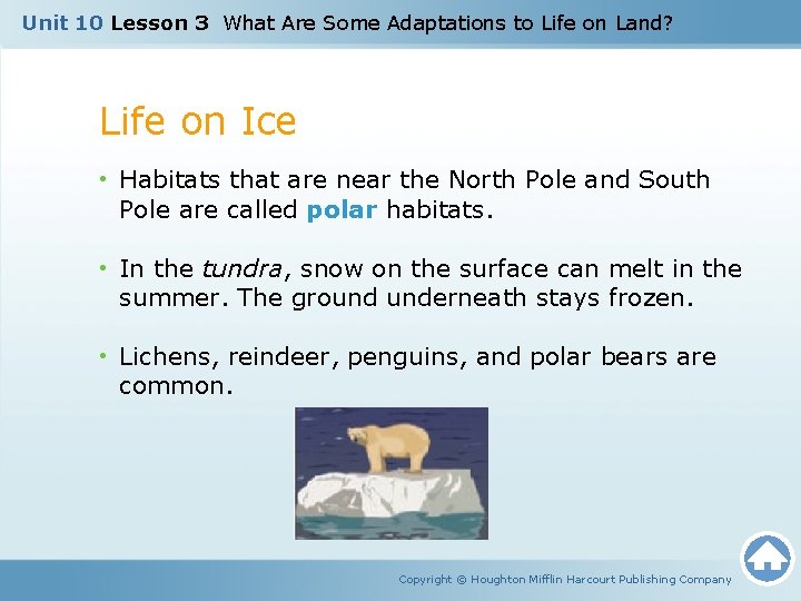 Unit 10 Lesson 3 What Are Some Adaptations to Life on Land? Life on
